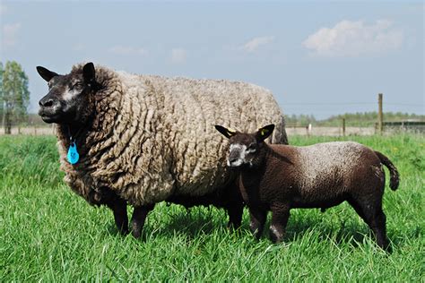 Texel Sheep | Oklahoma State University