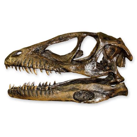 Replica Deinonychus Skull — Skulls Unlimited International, Inc.