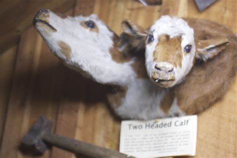 Two-Headed Calf, Beaverhead County Museum | beaverheadcounty… | Flickr