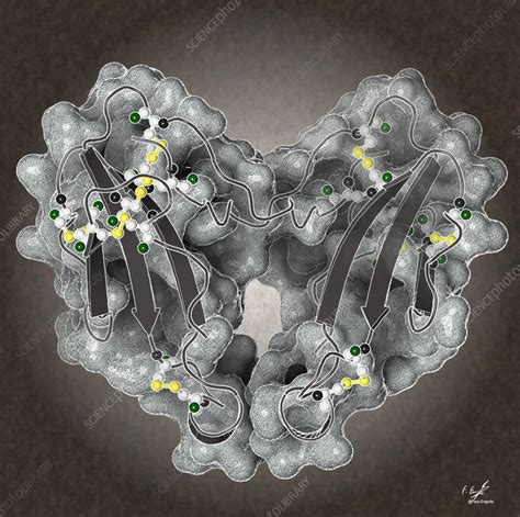 Cobra venom molecule, illustration - Stock Image - C057/4726 - Science ...