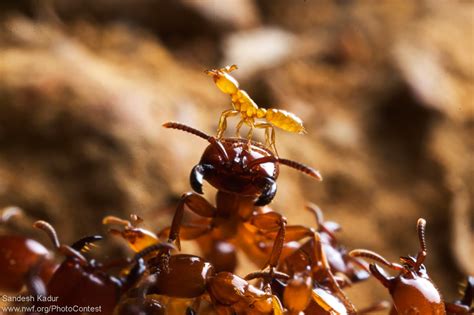 Ants In Garden Bad - How to control ants in the garden? Using borax powder..#93 ... / Ants can ...