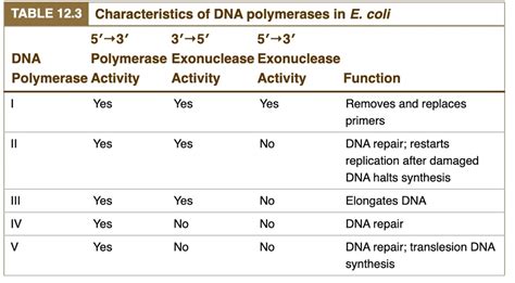 SOLVED: TABLE 12.3 Characteristics of DNA polymerases in E coli 5'-3' 3 ...