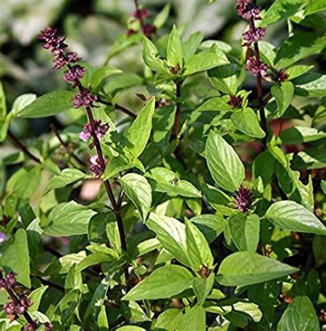 Thai Basil Seeds Grown/harvested in the USA - Etsy