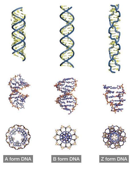 Different types of DNA: A-DNA, B-DNA and Z-DNA. Sacred Geometry Patterns, Sacred Geometry Art ...