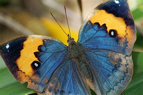 The Dead Leaf Butterfly - Camouflage King of the Asian Tropics | The Ark In Space