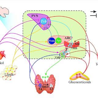 | Schematic representation of HPT axis regulation. Figure illustrates ...