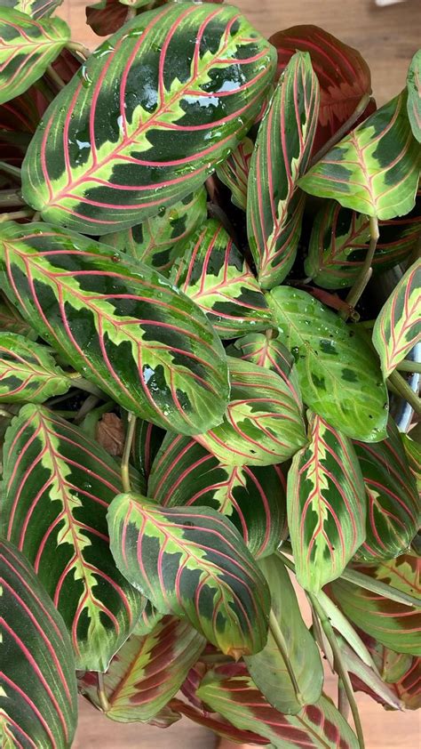 Maranta propagation [Vidéo] | Plante ombre, Image de jardin, Idee jardin paysagiste