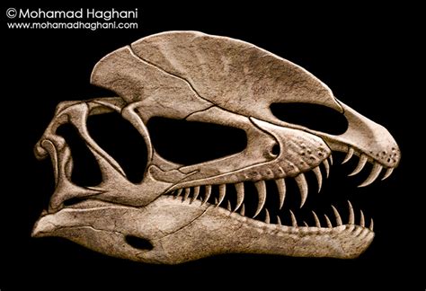 Dilophosaurus Skull by haghani on DeviantArt