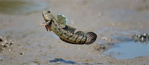 It's the Muddy Mudskipper Show! | Critter Science