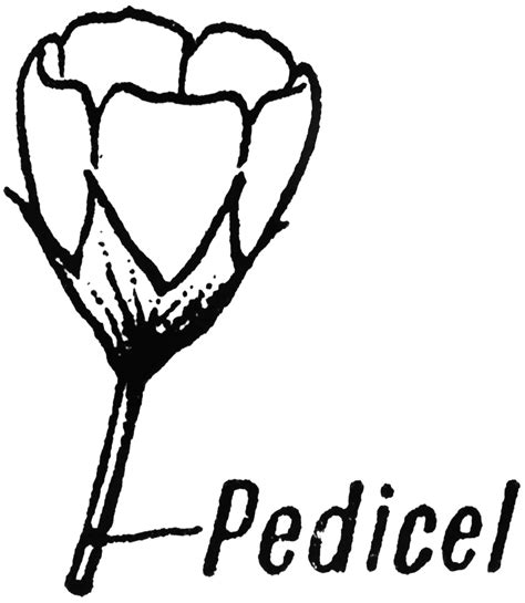 Pedicel | ClipArt ETC