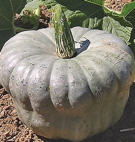 Queensland Blue Pumpkin Seeds - Shop Online Flower & Vegetables Seeds NZ