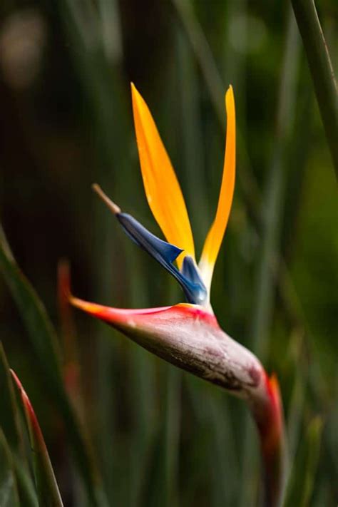 Botanical Gardens Madeira - All You Need To Know