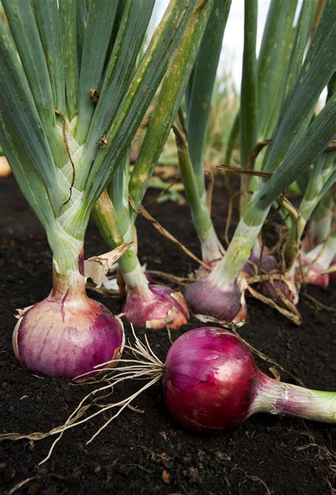 How To Peel Small Onions Quickly & Easily - The 'How to Cook' Blog - Cooking with Kimberly ...