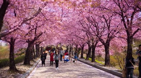 Cherry Blossom Festival in Boston at Brookline High School