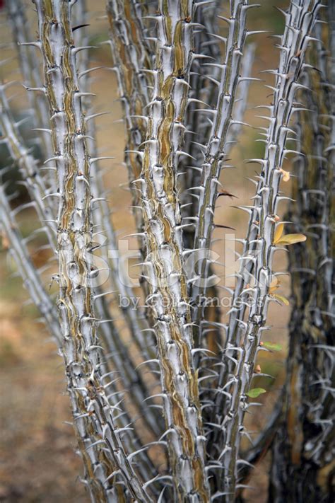 Ocotillo Desert Plant Close UP View Stock Photos - FreeImages.com