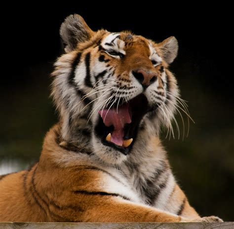 Tiger | Tiger yawning at Whipsnade Zoo PERMISSION TO USE: Pl… | Flickr