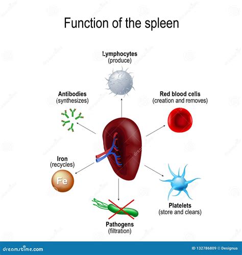 Function of the spleen stock vector. Illustration of biology - 132786809