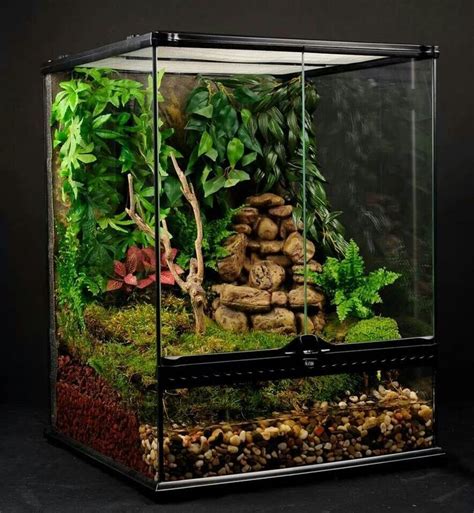 Image result for tree frog habitat | Frog terrarium, Tree frog terrarium, Whites tree frog