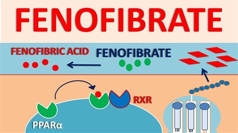 Fenofibrate - Mechanism, side effects, interactions and contraindications - YouTube