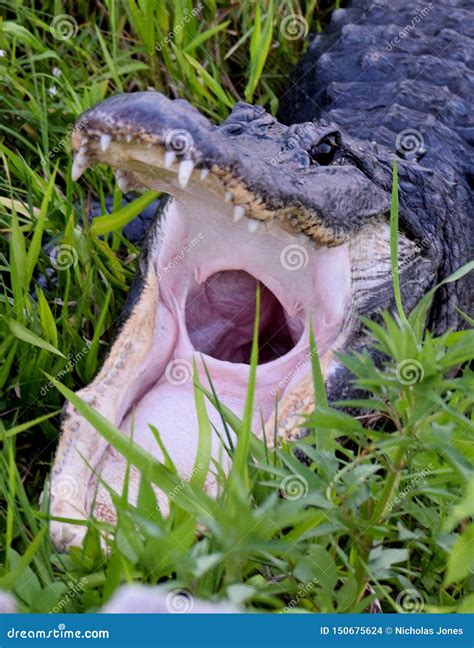 American Alligator in Everglades National Park Stock Photo - Image of ...