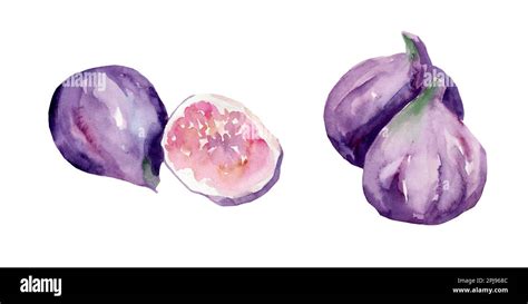 watercolor drawing of figs on a white background Stock Photo - Alamy