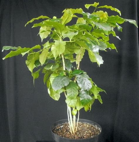 Plants & Flowers » Coffea arabica