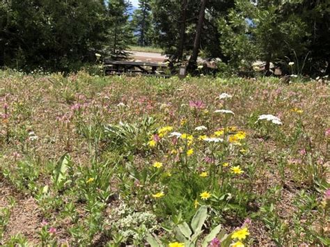 Native wildflower meadow seeding project9 - Klamath Siskiyou Native Seeds