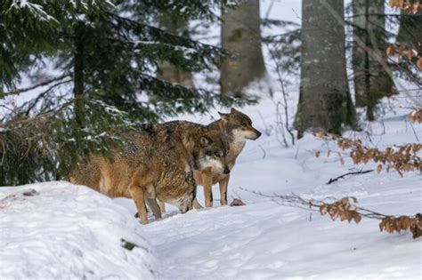 Premium Photo | Group of wolves hunting in the forest under the snow ...