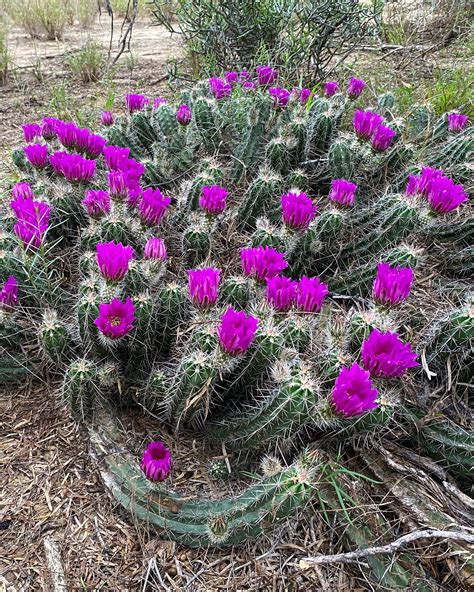 Wild Cactus blooming : r/cactus