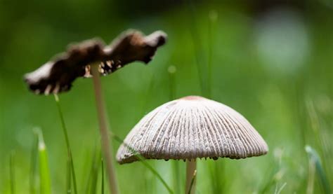 Recognizing Mushroom Poisoning Symptoms: What to Watch For | NZLankaNews® | English