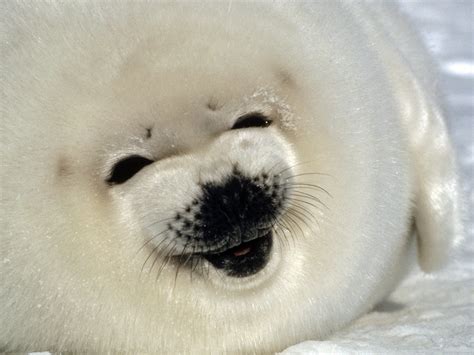 Happy seal - Funny pictures of animals