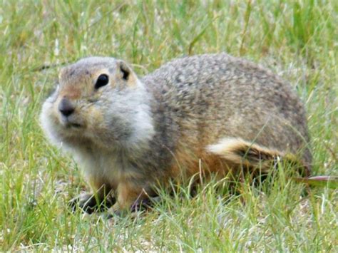 Richardson's Ground Squirrel (aka Gopher) | North american wildlife ...