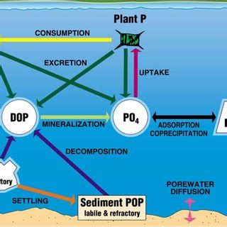 (PDF) Conceptual Model for Nutrients In the Central Valley and Sacramento-San Joaquin Delta