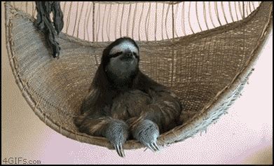 The 28 Funniest Animal GIFs Ever