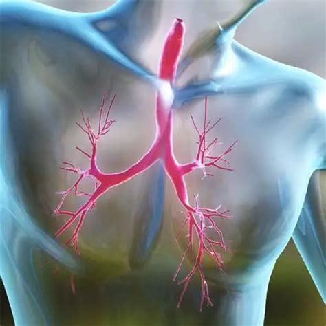 Organs of the chest cavity: structure, functions and features ...