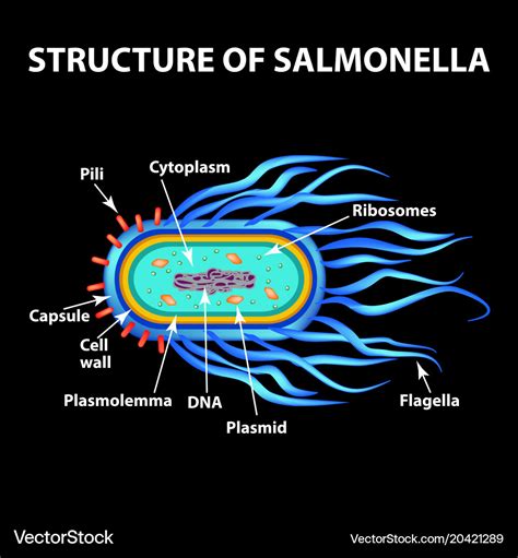 The structure of the bacteria salmonella Vector Image