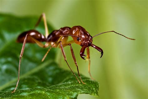 How trap-jaw ants got the fastest bite in the animal kingdom - Earth.com