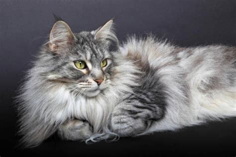 Cat Breed Guide – 6 Long-Haired Breed Felines You Will Adore ...