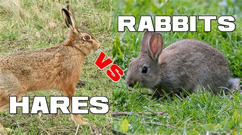 Hares vs Rabbits | What's the Difference? - Animal a Day - YouTube