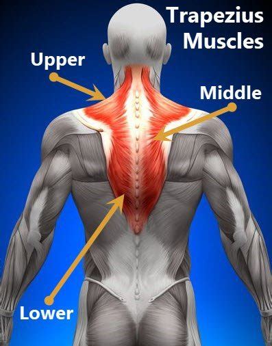 Upper Trap Strain