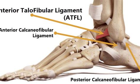 Foot Anatomy Ligaments