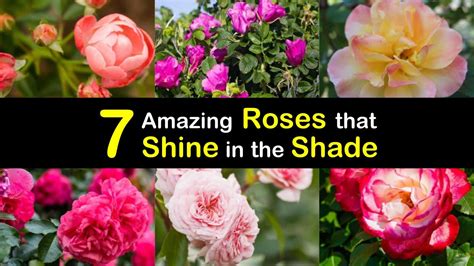 7 Amazing Roses that Shine in the Shade