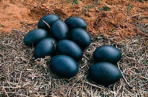 A chicken breed that is 100% black, from feathers to organs: How about their eggs?