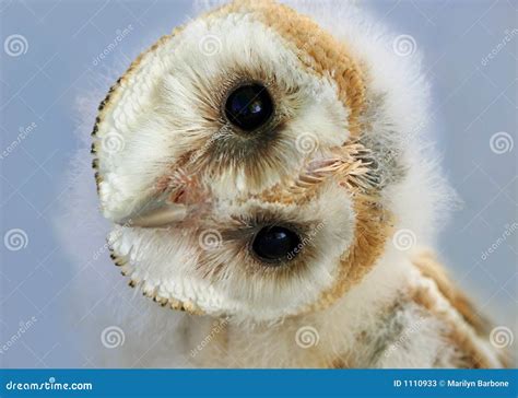 Baby Barn Owl stock image. Image of prey, innocent, endangered - 1110933