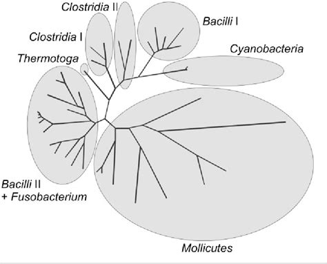 Figure 1 from Phylogeny of Firmicutes with special reference to Mycoplasma (Mollicutes) as ...