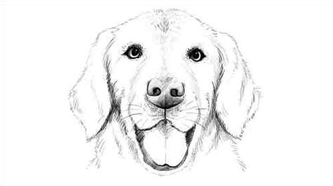 Realistic Dog Sketch at PaintingValley.com | Explore collection of Realistic Dog Sketch