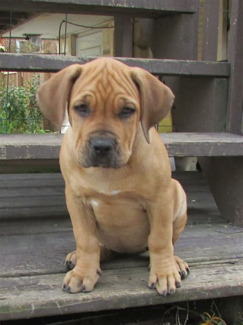 Boerboel Puppies For Sale | Crown Point, IN #233456