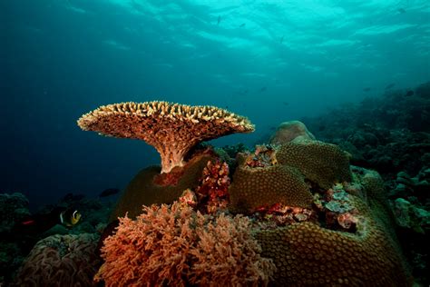 Coral Bleaching Hits Tubbataha Reef