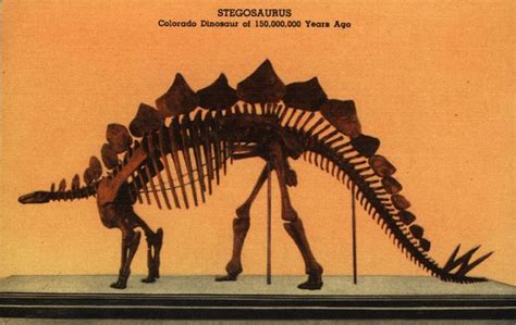 Stegosaurus skeleton at the Denver Museum of Natural History (now the ...