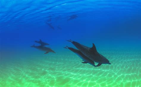 How to Make a Dolphin Habitat in a Shoe Box for School | Sciencing